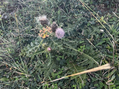 Cirsium japonicum, photograph 2