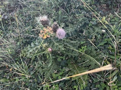 Cirsium japonicum, photograph (c) 胡正恆(Jackson Hu), some rights reserved (CC BY)
