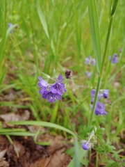 Phacelia maculata