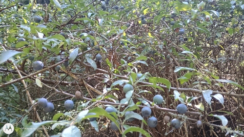 Blackthorn