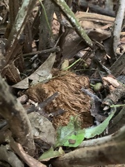 Dryopteris lewalleana