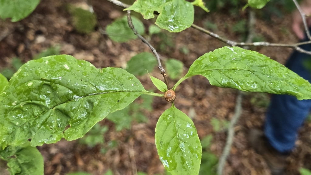 Ilex montana; photograph (c) snail_hiker, some rights reserved (CC BY)