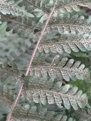 Dryopteris lewalleana
