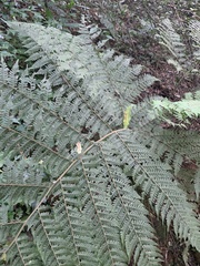Dryopteris lewalleana