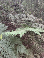 Dryopteris lewalleana
