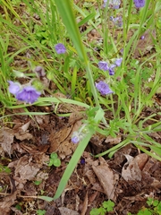 Phacelia maculata