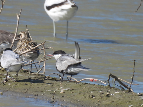 iNaturalist image