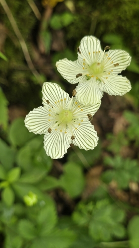 Parnassia asarifolia, photograph 6