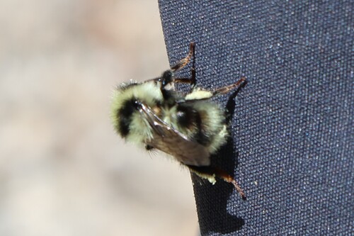 iNaturalist observation photo of Bumble Bees