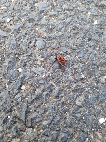 European Firebug