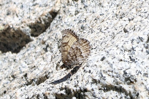 iNaturalist observation photo of Oeneis chryxus ivallda