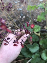 Heuchera rubescens