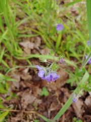 Phacelia maculata