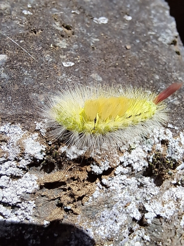 Pale Tussock Moth