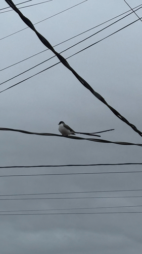 Fork-tailed Flycatcher