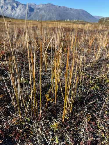Juncus arcticus
