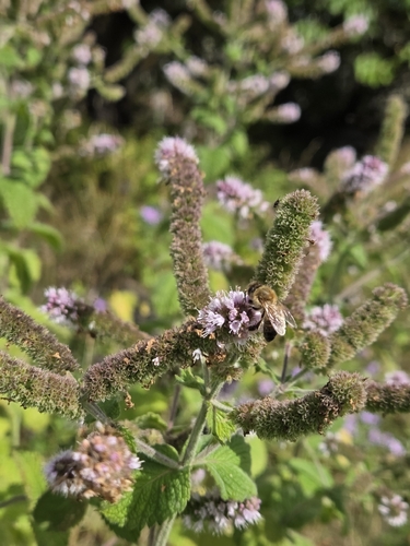 Western Honey Bee