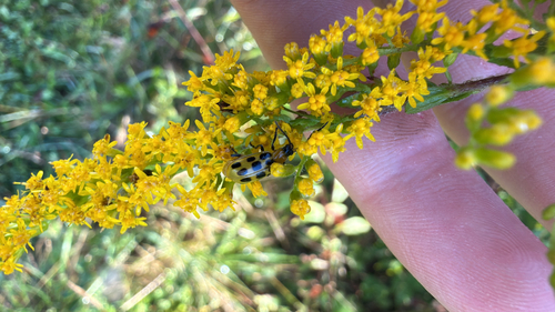Spotted Cucumber Beetle