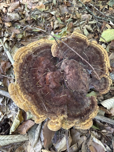 European Dyer's Polypore