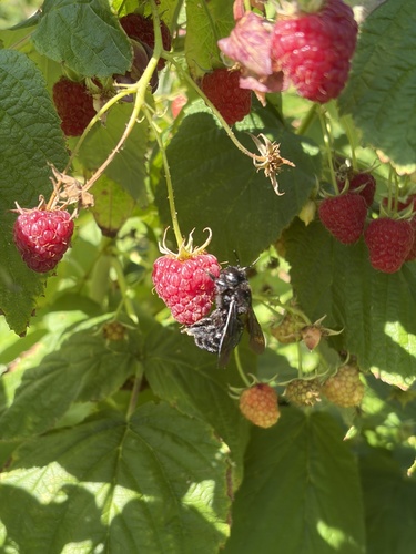Xylocopa