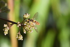 Sphaerophoria pyrrhina