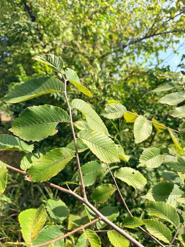 Ulmus rubra, photograph 3