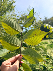Ulmus rubra, photograph (c) Jane Weeden, some rights reserved (CC BY)