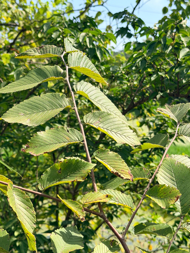 Ulmus rubra, photograph 4
