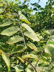 Ulmus rubra, photograph (c) Jane Weeden, some rights reserved (CC BY)