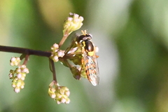 Sphaerophoria pyrrhina