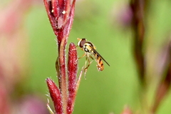 Sphaerophoria pyrrhina