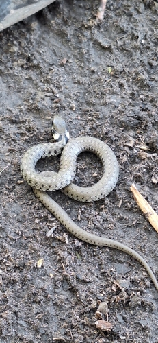 grass snake