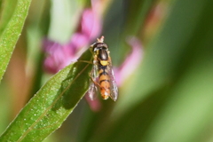 Sphaerophoria pyrrhina