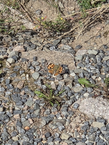 Painted Lady