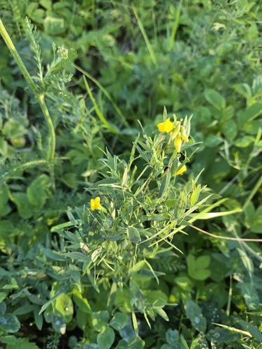 meadow pea