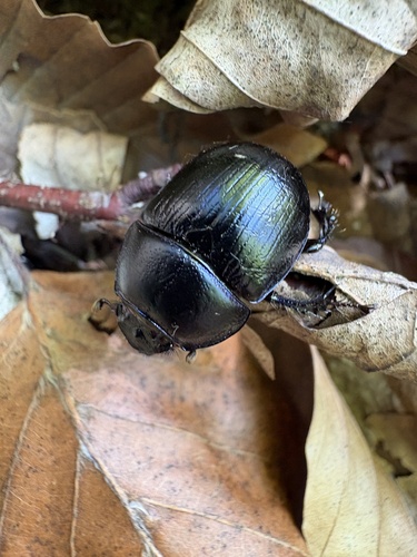 Woodland Dor Beetle