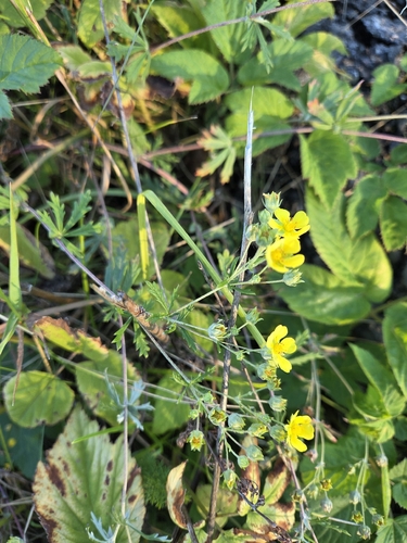 Silvery Cinquefoil