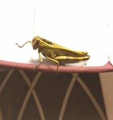 Eyprepocnemidinae