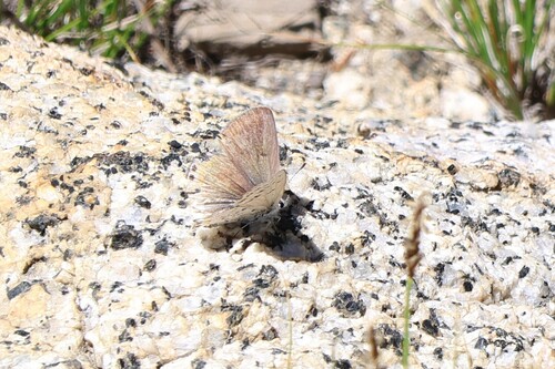 iNaturalist observation photo of Icaricia
