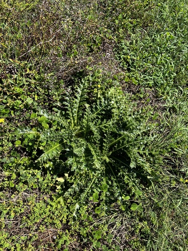 Cirsium japonicum