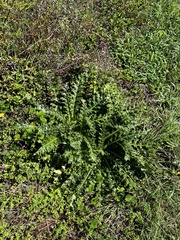 Cirsium japonicum