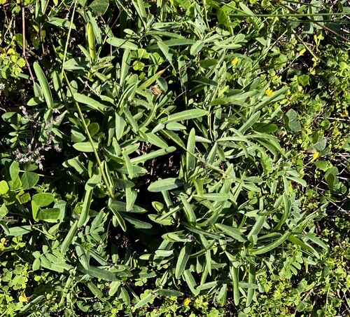 Ixeris japonica