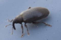 Orchestes fagi