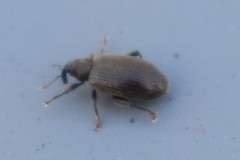 Orchestes fagi