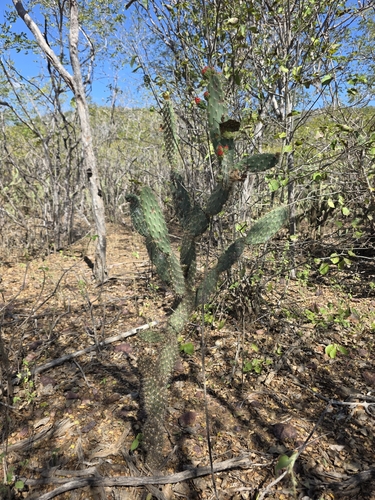 Tacinga palmadora