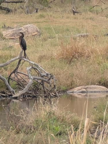 iNaturalist image
