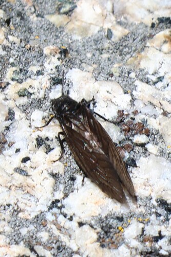 iNaturalist observation photo of Sialis californica species group
