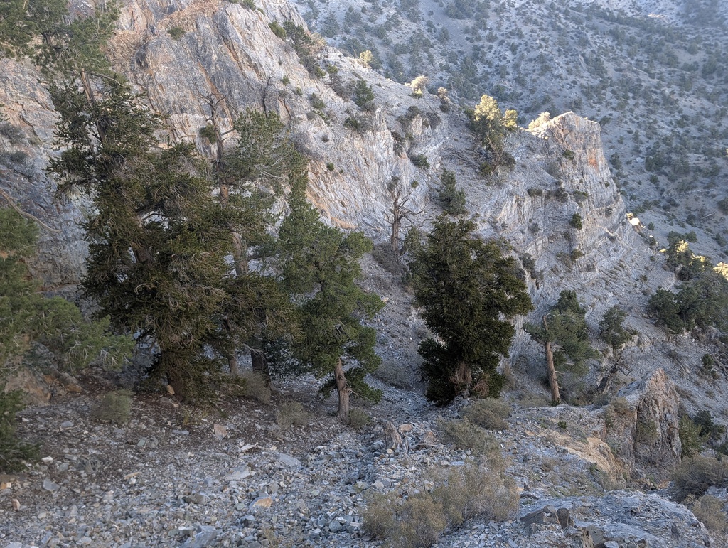 Pinus longaeva; photograph (c) Trevor Van Loon, some rights reserved (CC BY)
