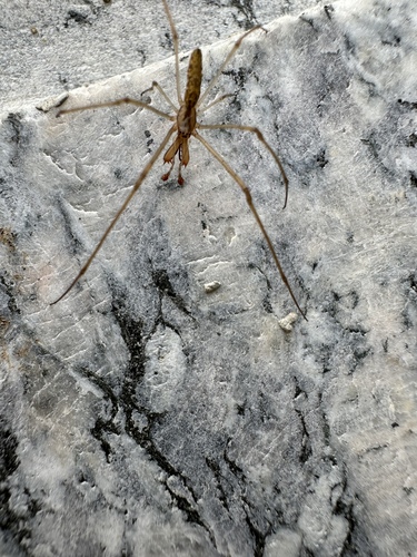 Tetragnatha nitens