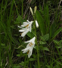 Paradisea liliastrum